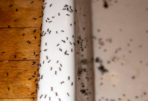 Best Best Pest Control Companies  in Merced, CA